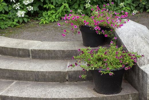 Stone steps in a garden, decorated by flower pots.