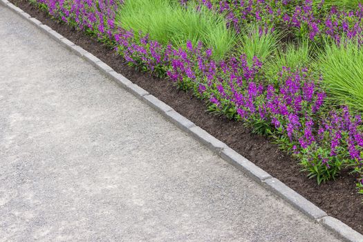 Purple flowers growing along the pathway in the garden.