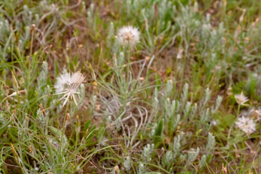 Several white dandelions on green grass
