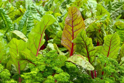 Fresh and healthy vegetable garden with beet and parsley.