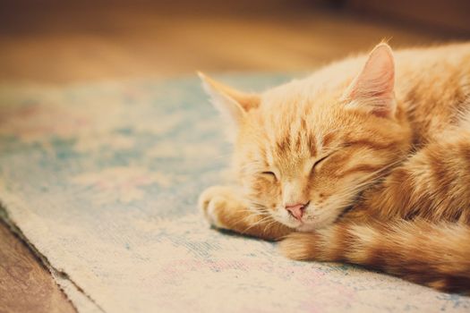 Peaceful Orange Tabby Male Kitten Curled Up Sleeping