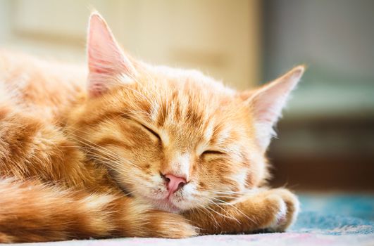 Peaceful Orange Tabby Male Kitten Curled Up Sleeping