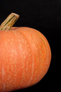 Halloweesn orange pumpkin - on black