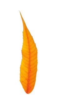 Autumn leaf, isolated on white