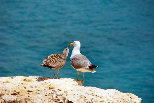 Small gull embarked on by the mother.