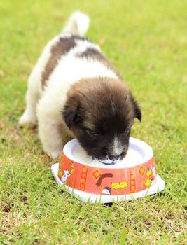 puppy dog on the grass drinking milk