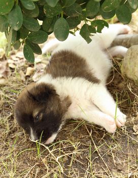 puppy dog sleeping on the grass