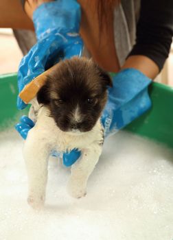 puppy dog in bath tub with hand washing its fur