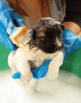 puppy dog in bath tub with hand washing its fur