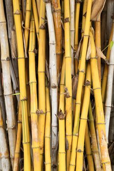 yellow bamboo plant texture background