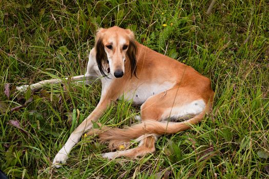 Lying brown saluki in green grass
