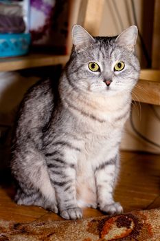 A sitting grey tabby cat
