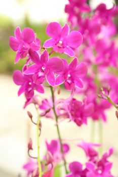 purple orchid plant in the garden