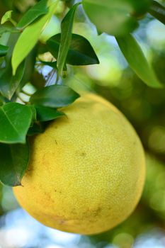 Big yellow pomelo on a tree