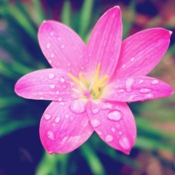 Pink blossom flowers with retro filter effect 