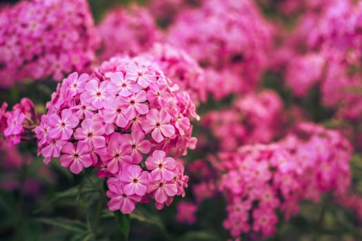 Phlox Flower Close Up View