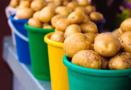 Harvested potatos in colorful buckets.