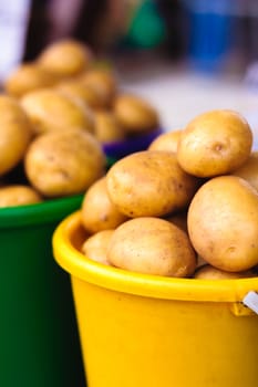 Harvested potatos in colorful buckets.