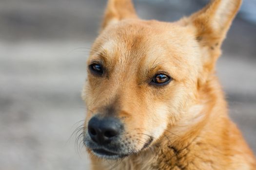 Close Up Portrait Of Red Dog