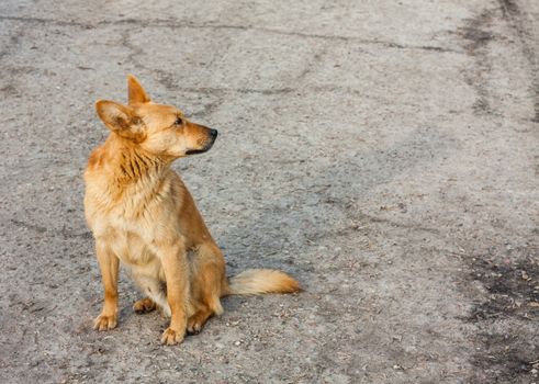 Red Dog Sitting On The Road