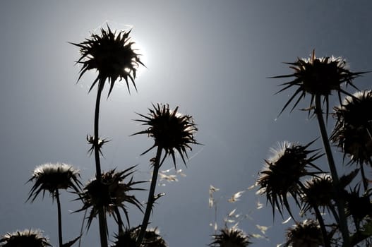 Silhouette Dried Flowers with Thorns in the Desert