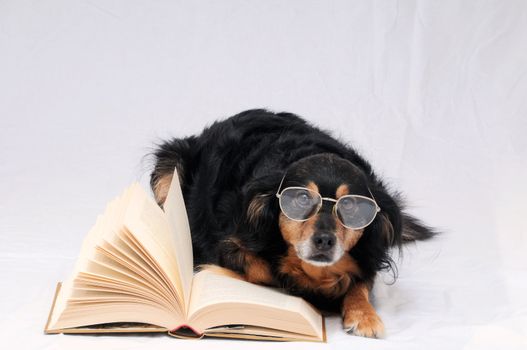 One intelligent Black Dog Reading a Book on a White Background