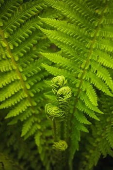 Young Fern Leaf. Nature Background (Dry��pteris, Dryopteridaceae)