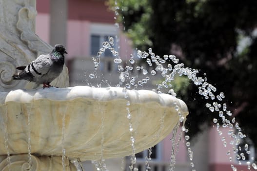 Water Splashing out of a Marble Fountain and Pigeon in Santa Cruz de Tenerife, Spain