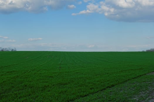 green wheat field under the blue cloudy sky