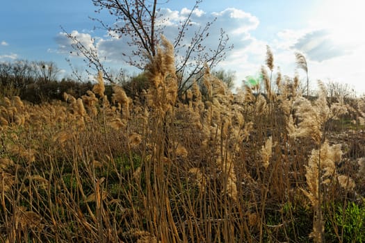 Reed in cloudy bright weather, the wind