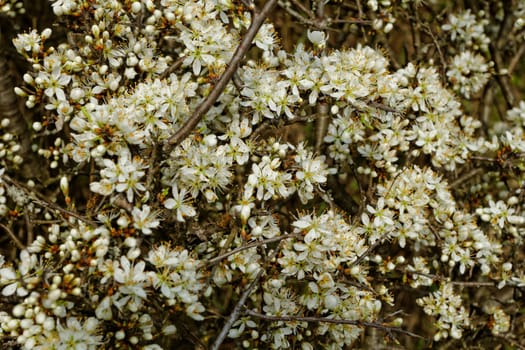 white blossom of the tree