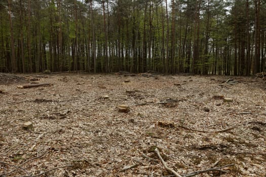 industrial deforestation and logging