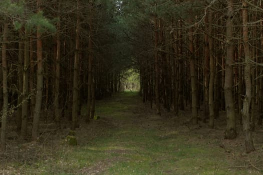 dirt road in the forest