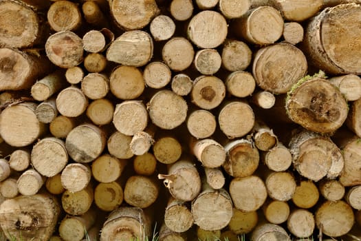 Pile of chopped fire wood prepared for winter