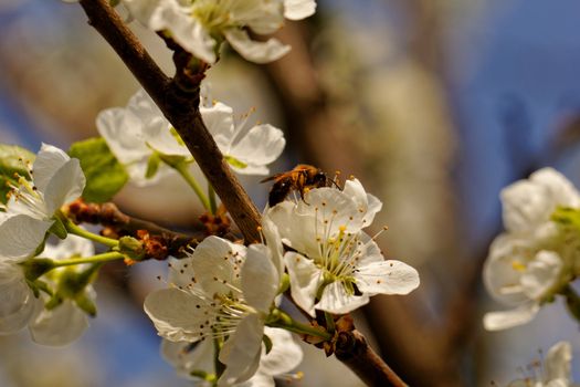 blossom tree with a bee pollination