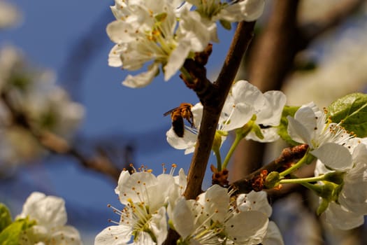 blossom tree with a bee pollination