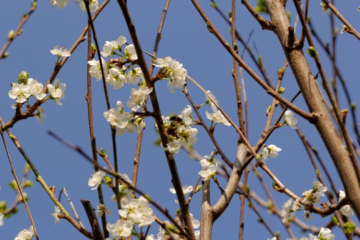 blossom tree with a bee pollination