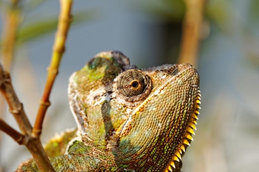 Chameleon on the leaf (Chamaeleo calyptratus)