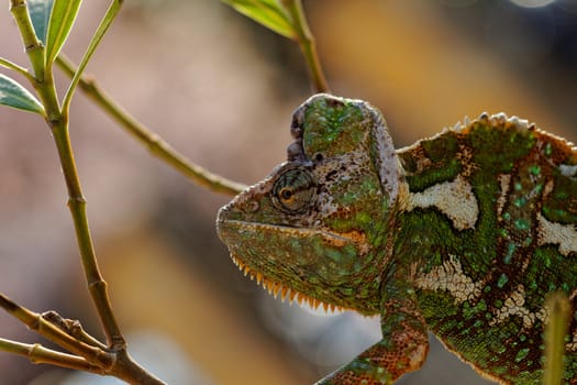 Chameleon on the leaf (Chamaeleo calyptratus)