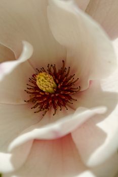 Closeup about a blossom Magnolia tree