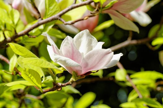 Spring Blossoms of a Magnolia tree