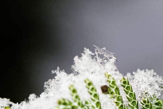 beauty white snowflake crystals on dark background