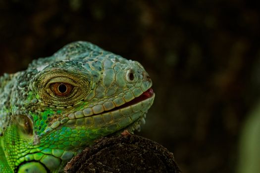portrait about a green iguana on the tree