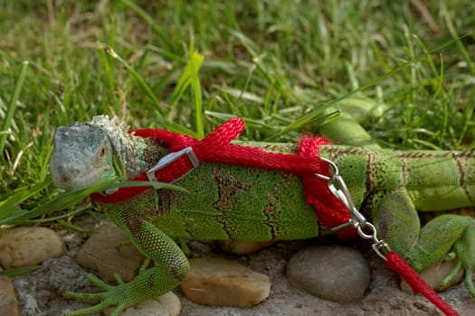 green iguana on a red leash