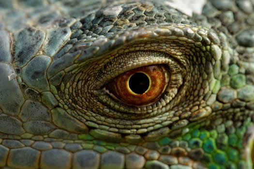 macro of a fantastic green iguana eye