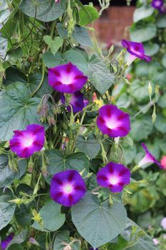 beautiful and blue flower of ipomoea is very motley
