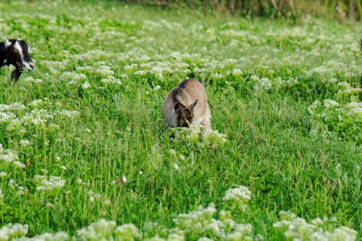 Goats grazing in the meadow