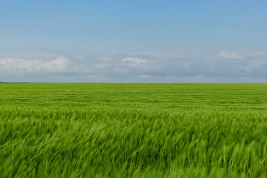 green wheat field under the blue cloudy sky