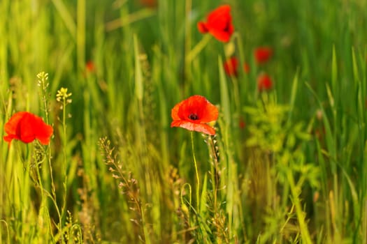 Huge red colored poppy field