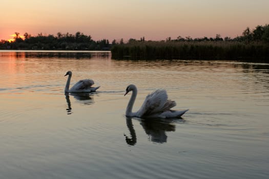 Lonely swan swimming by the rising sun